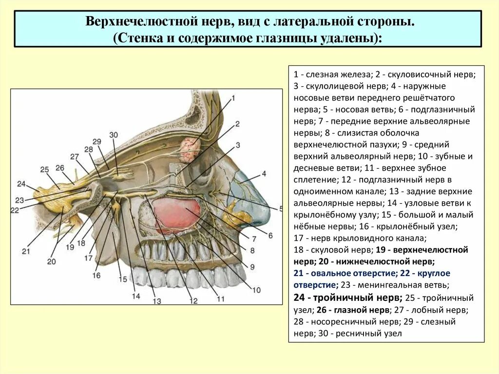 Тройничный нерв верхнечелюстной. Верхнечелюстной тройничный нерв анатомия. Верхнечелюстная ветвь тройничного нерва схема. Ветви верхнечелюстного нерва анатомия. Слезная железа нерв