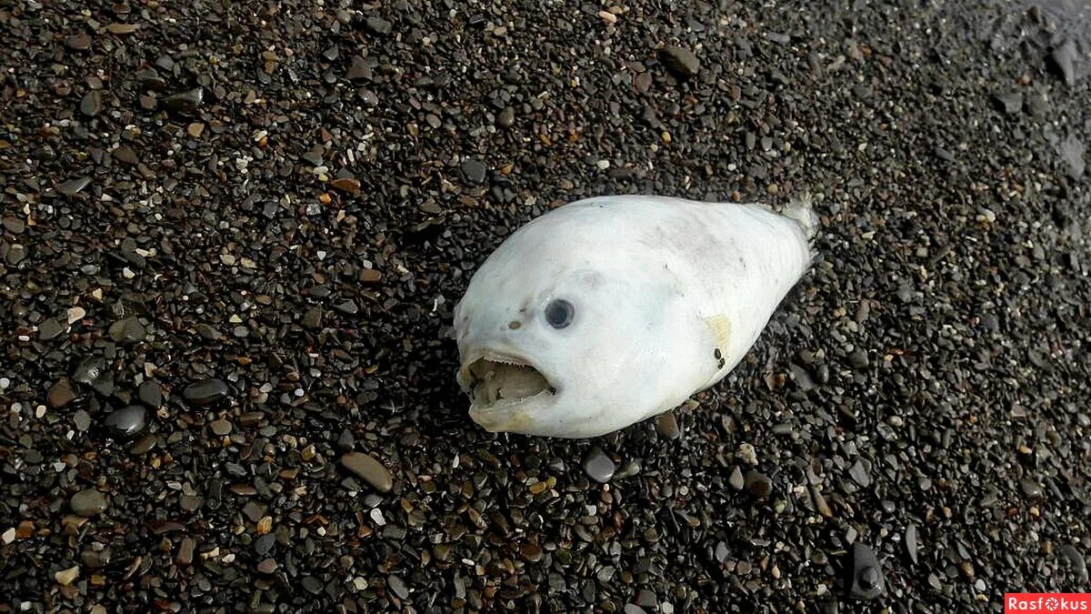 Сколько рыб водится в охотском море