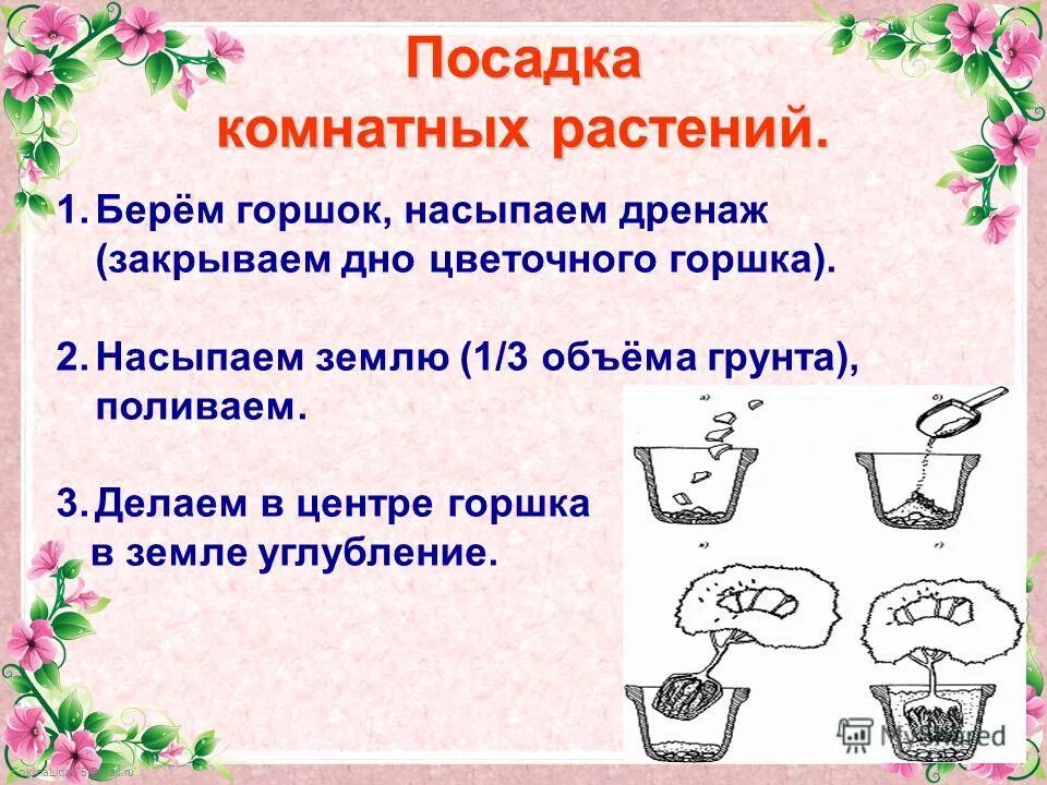 Технология подготовки семян к посеву. Технология выращивания цветочных декоративных культур проект. Проект цветника для пришкольного участка. Посадка и перевалка комнатных растений. Схема посадки клумбы из многолетников.
