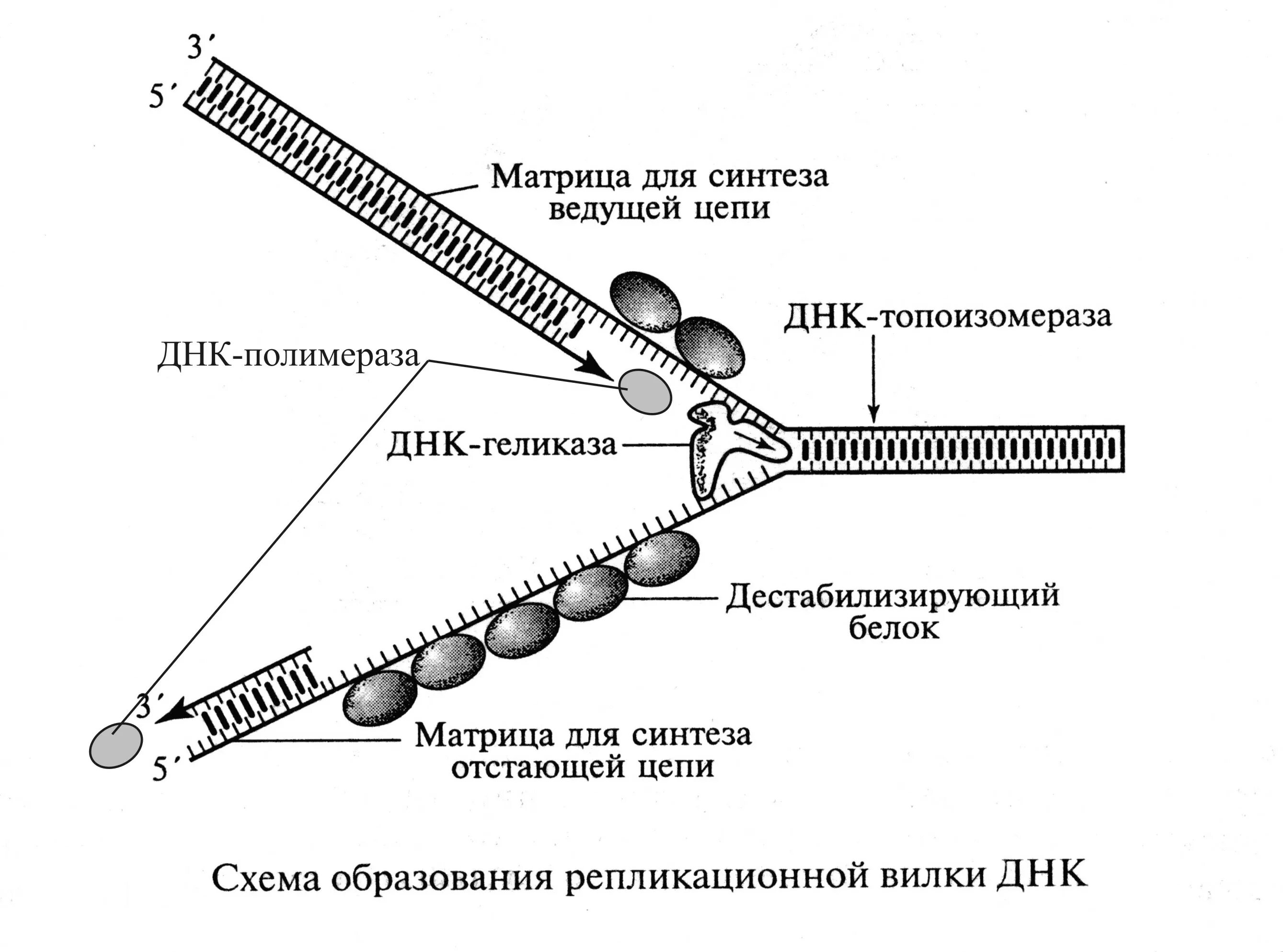 Материнская цепь днк. Схема репликации ДНК Репликационные вилки. Репликация ДНК репликативная вилка. Схема репликации ДНК эукариот. Схема репликационной вилки в молекуле ДНК.