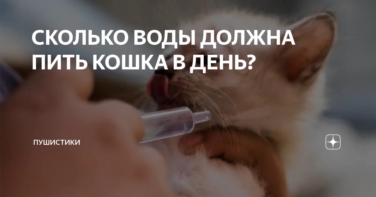 Сколько коты пьют в день. Сколько воды нужно пить кошке в день. Сколько воды нужно коту в сутки. Сколько воды должен пить кот. Сколько воды пьет кот.