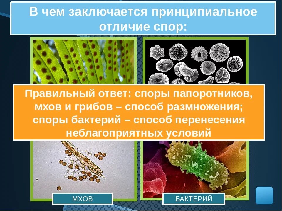 Споры бактерий 5 класс. Споры бактерий и грибов. Споры грибов и бактерий различаются. Споры бактерий растений и грибов. Споры бактерий в отличие от спор грибов.