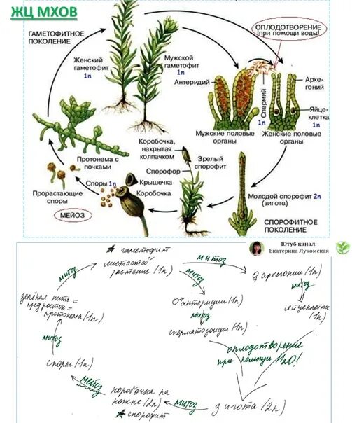 Мох сфагнум стадии жизненного цикла. Цикл развития моховидных схема. Жизненный цикл мохообразных схема. Жизненный цикл Моховидные Моховидные. Стадии жизненного цикла мха Кукушкина льна.