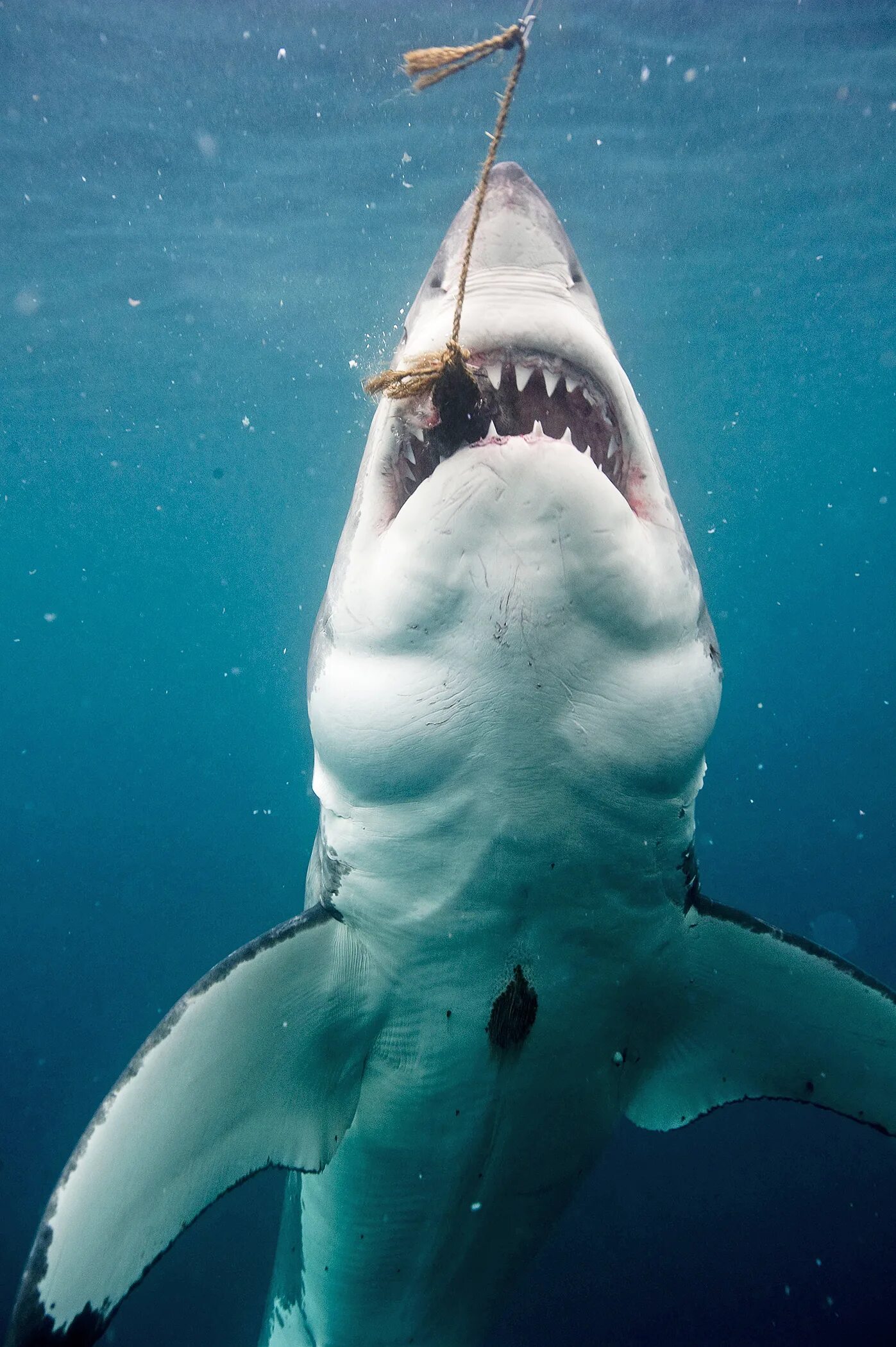 видео где акулы