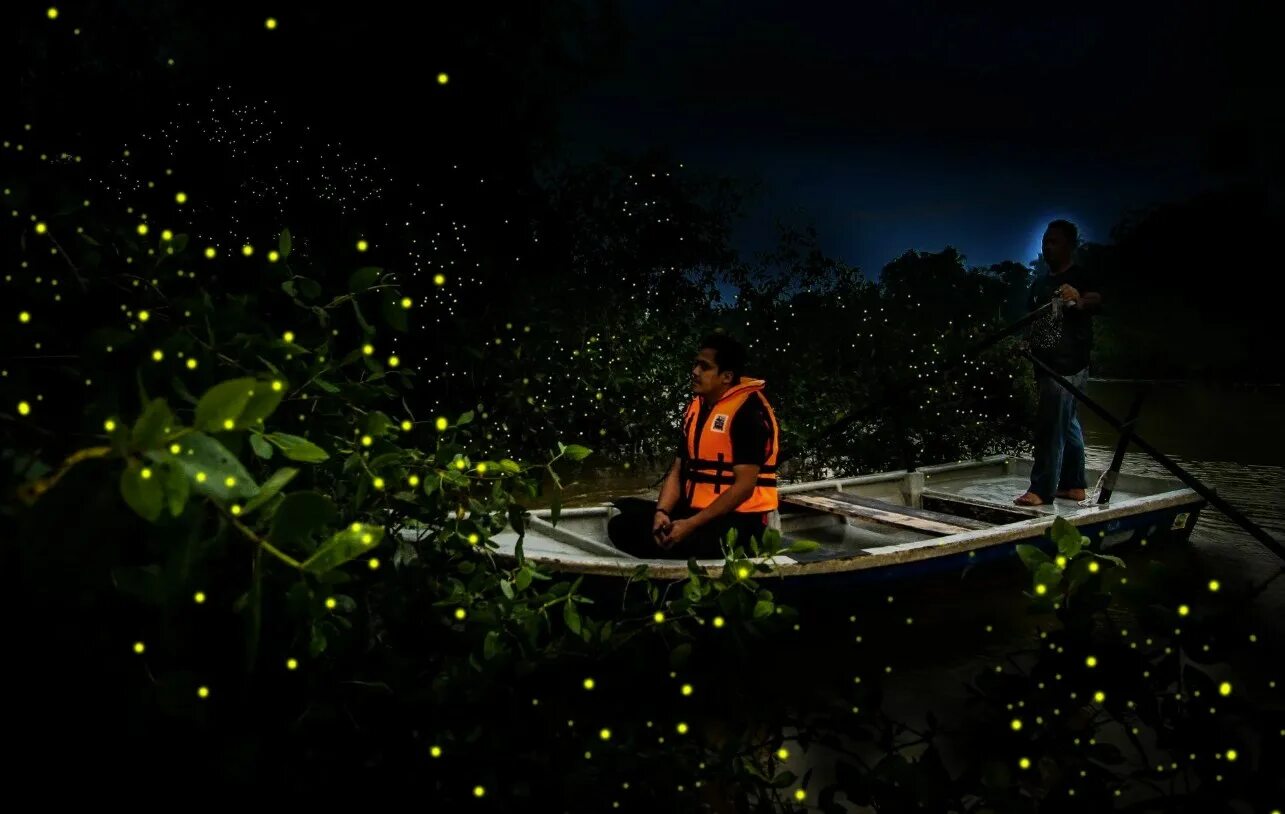 Куала лумпур светлячки. Парк светлячков в куала. Светлячки на филиппинах. Поляна со светлячками. Светлячки в японии.