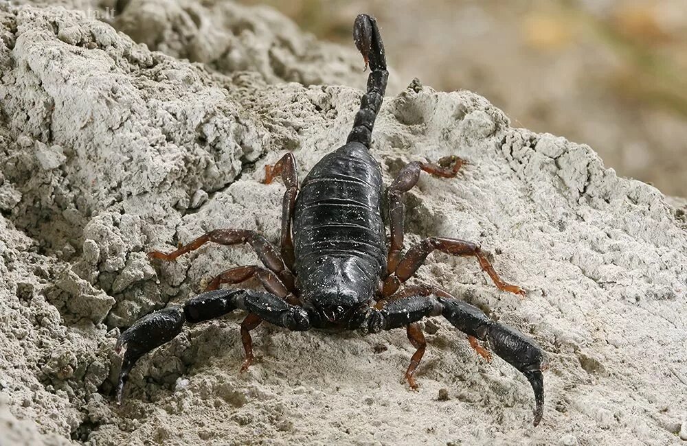Кавказский скорпион. Italicus скорпион. Итальянский скорпион euscorpius italicus. Скорпион морелос. Скорпион microtityus minimus.