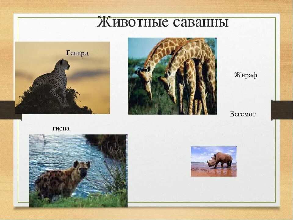 Приспособление животных в саванне. Животные саванны названия. Кто живёт в саванне из животных. Животные саванны список с картинками. Кто живёт в саванне из животных 1 класс.