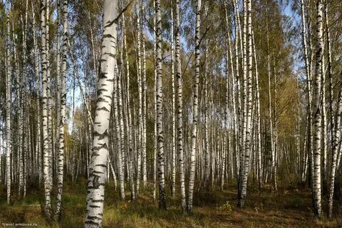 Березовая роща уровень организации