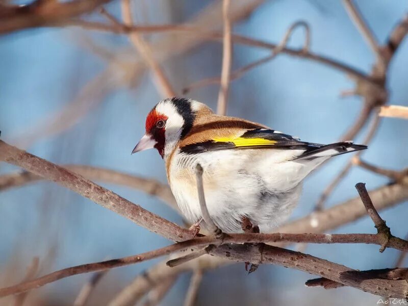 Сибирский щегол майер. Черноголовый щегол. Манка щегла. Мила щегол. Сава куш расми.