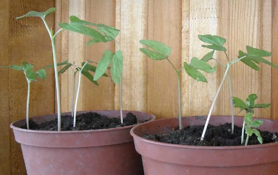 Ипомея пикоти синяя. Ипомея грэнд па. Ипомея квамоклит семена. Закон о запрете выращивания ипомеи. Закон о запрете выращивания ипомеи.