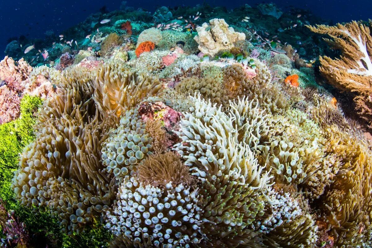Экосистема кораллового рифа. Коралловый Барьерный риф. Атлантический океан коралловый риф. Барьерный риф кораллы. Великий Барьерный риф Австралия моллюски.