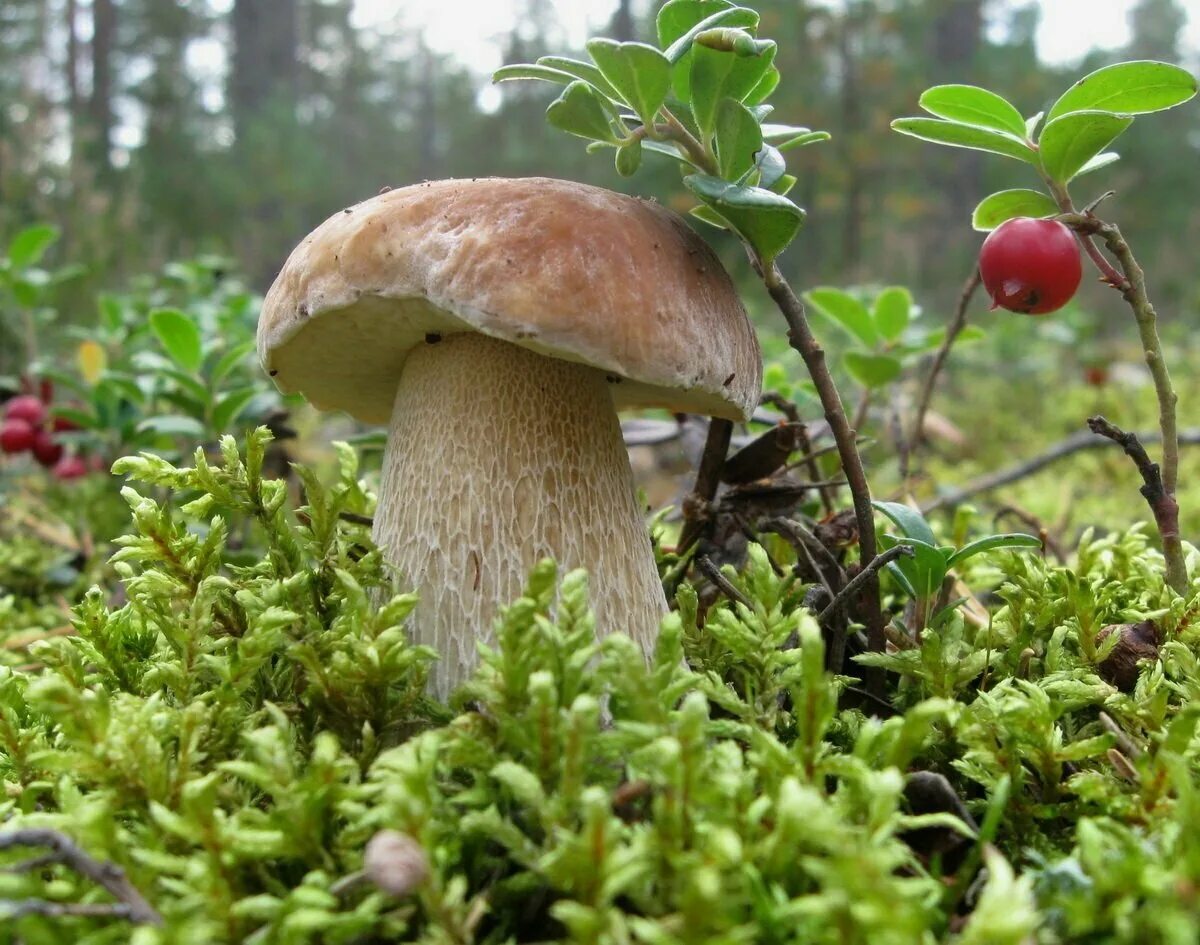 Гриб Боровик. Лесные грибы боровики. Боровик гриб фото. Гриб Боровик в лесу. Белый гриб в природе