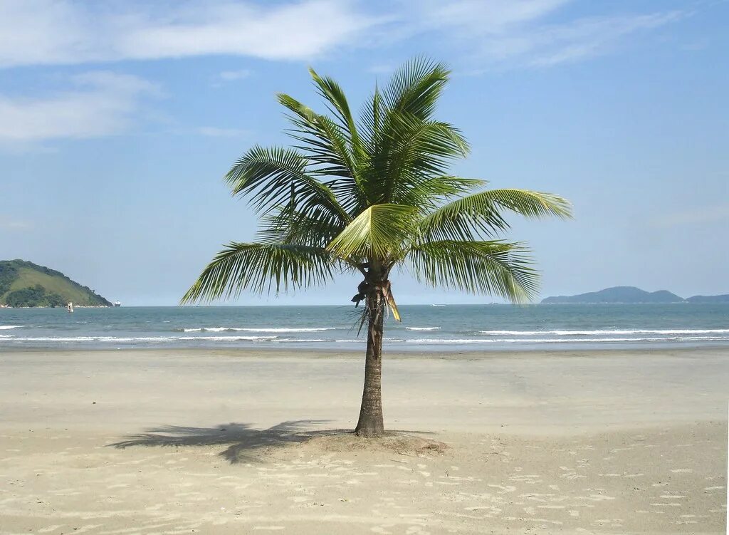 Coconut Tree Hill Шри Ланка. Coqueiro. Kelapa Beach. Coconut Tree with roots picture. Baile do coqueiro 5 speed up