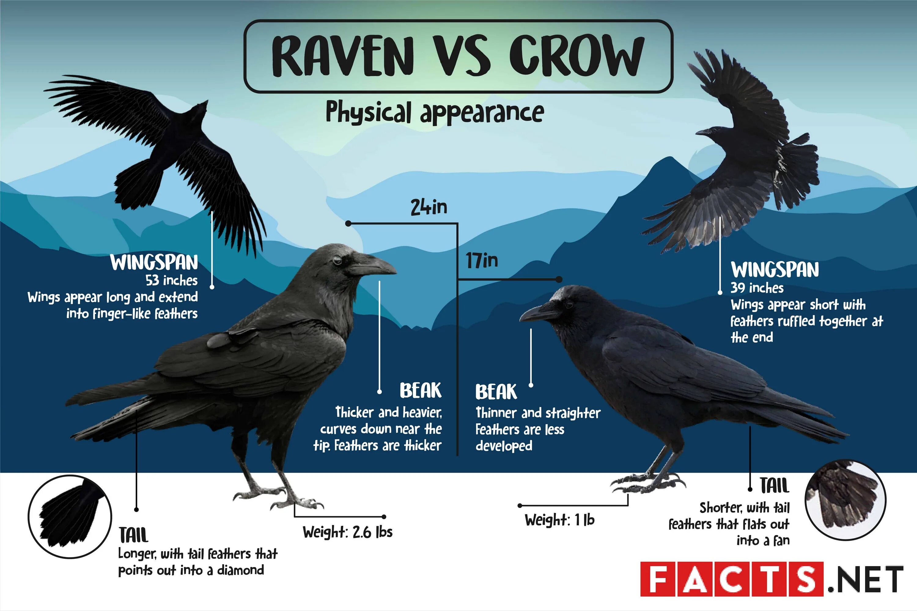 Crow не работает. Разница между crow и raven. crow raven разница. crow and raven differences. crow vs raven difference.