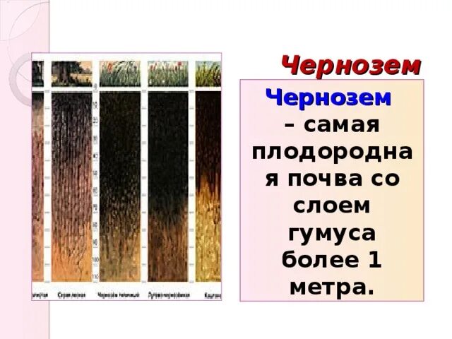 Малое количество гумуса в почвах тайги. Чернозем самый плодородный. Самые плодородные почвы России. Сколько чернозем содержит гумуса. Чернозем содержит от 1 до 1,5 метров гумуса.