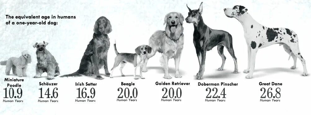 Ronda s dog is not long. Средняя Продолжительность жизни собак крупных пород. Продолжительность жизни собак таблица. Срок жизни крупных собак. Средний Возраст пород собак.