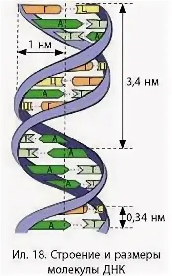 Размер ДНК. Спираль ДНК Размеры. Толщина ДНК. Шаг спирали молекулы ДНК это.