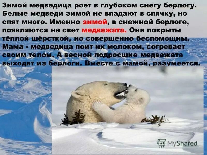 Белые медведи впадают в спячку или нет. Белые медведи впадают в спячку. спят ли белые медведи зимой.