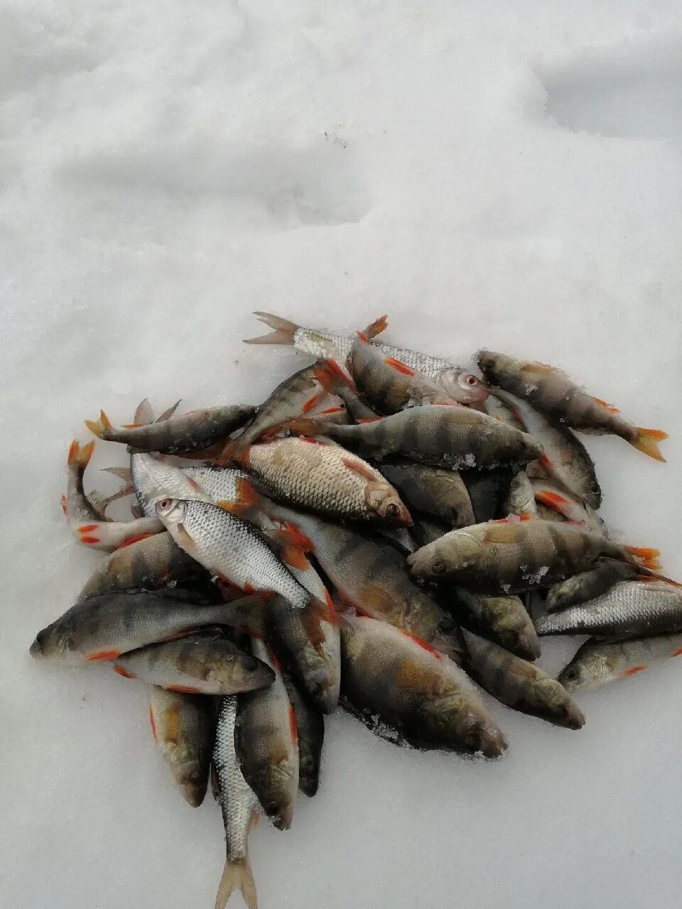 Налим зимой ночью. Рыба в озернинском водохранилище. Последние отчеты с водоемов. Зимняя рыбалка на истринском водохранилище. Рыбы рузского водохранилища.