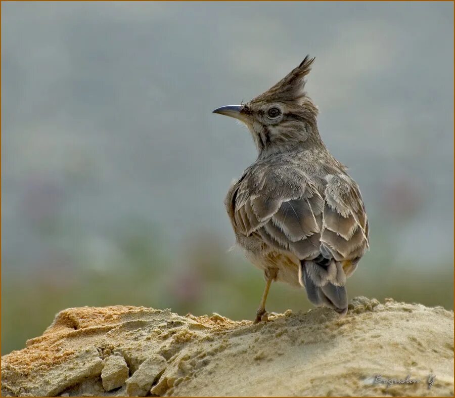 полевой жаворонок перелетная. птичка воробей с хохолком. птица крупнее воробья с хохолком. птица крупнее воробья с хохолком. птица воробей с хохолком.