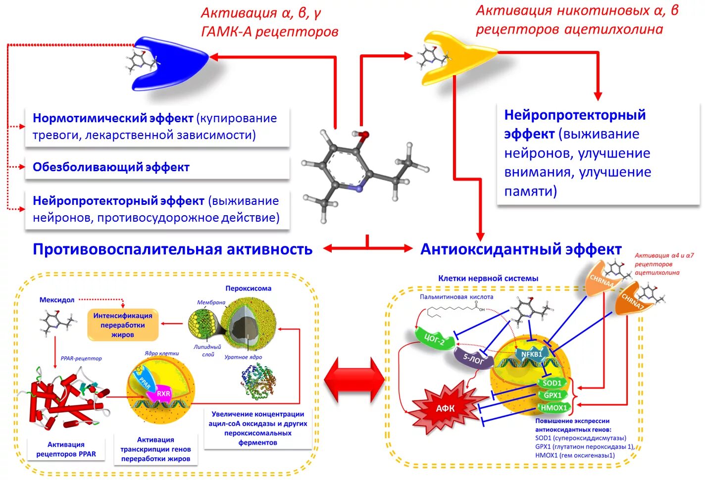 активирующий эффект. эффекты возбуждения симпатических и парасимпатических нервов:. активирующий эффект. тетрациклические антидепрессанты. активация раас эффекты.