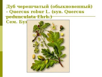 Систематика дуба обыкновенного