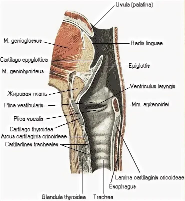 Полость гортани - cavitas laryngis__. Верхняя расширенная часть