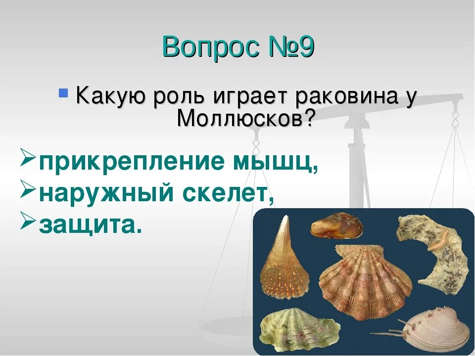 Раковины моллюсков. Функции раковины у моллюсков. Роль раковины у моллюсков. Какова функция раковины у моллюсков.