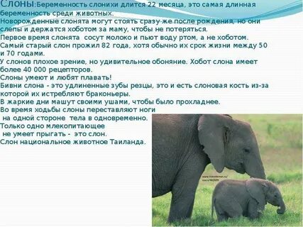 Слон какая среда обитания