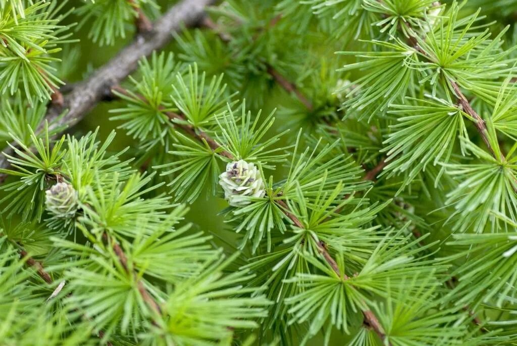 Хвойная луговая. Лиственница Сибирская Larix sibirica. Лиственница Сибирская (Larix sibirica Ledeb.). Лиственница Сукачева (Larix sukaczewii). Лиственница Сукачева хвоя.