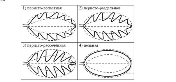 Форма листа калины перисто лопастная перисто раздельная. Форма листьев перисто лопастная. Тройчатые пальчатые и перистые листья. Тойчатолопастнве листьч. Рассеченные листья.