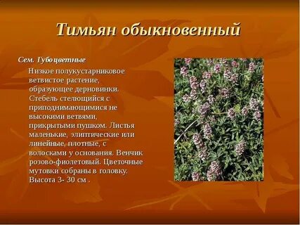 Тимьян ползучий применение