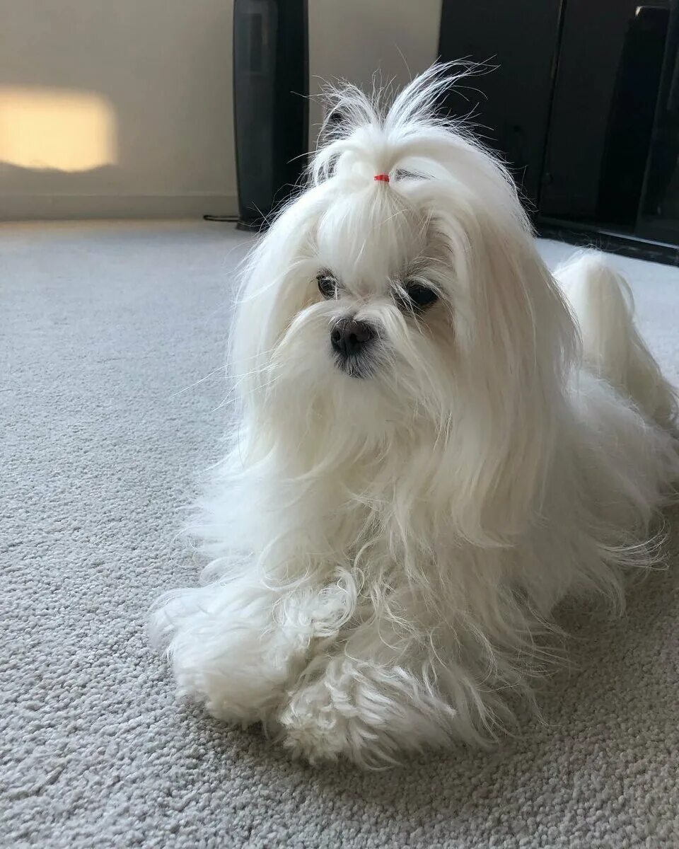Собачка мальтийская болонка. Мальтийская болонка мальтезе. Мальтези щенки. Болонка мальтийская болонка. Мальтийский бишон.