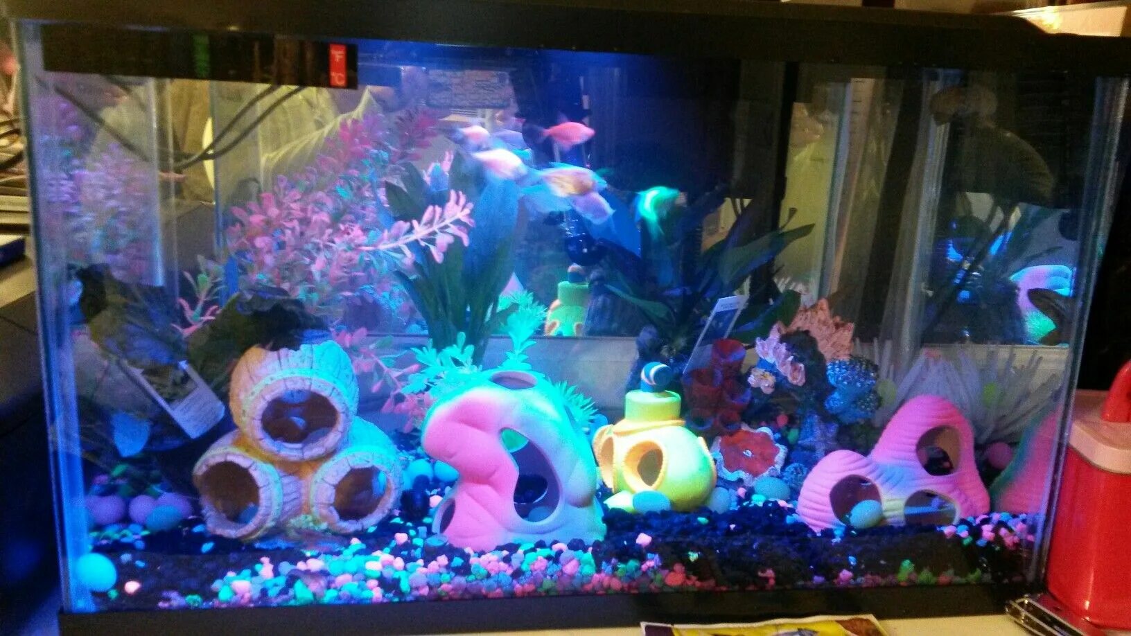 Аквадизайн аквариумы. Аквариумы разные. Самые красивые аквариумы. Мини палюдариум. Аквариум тематический.