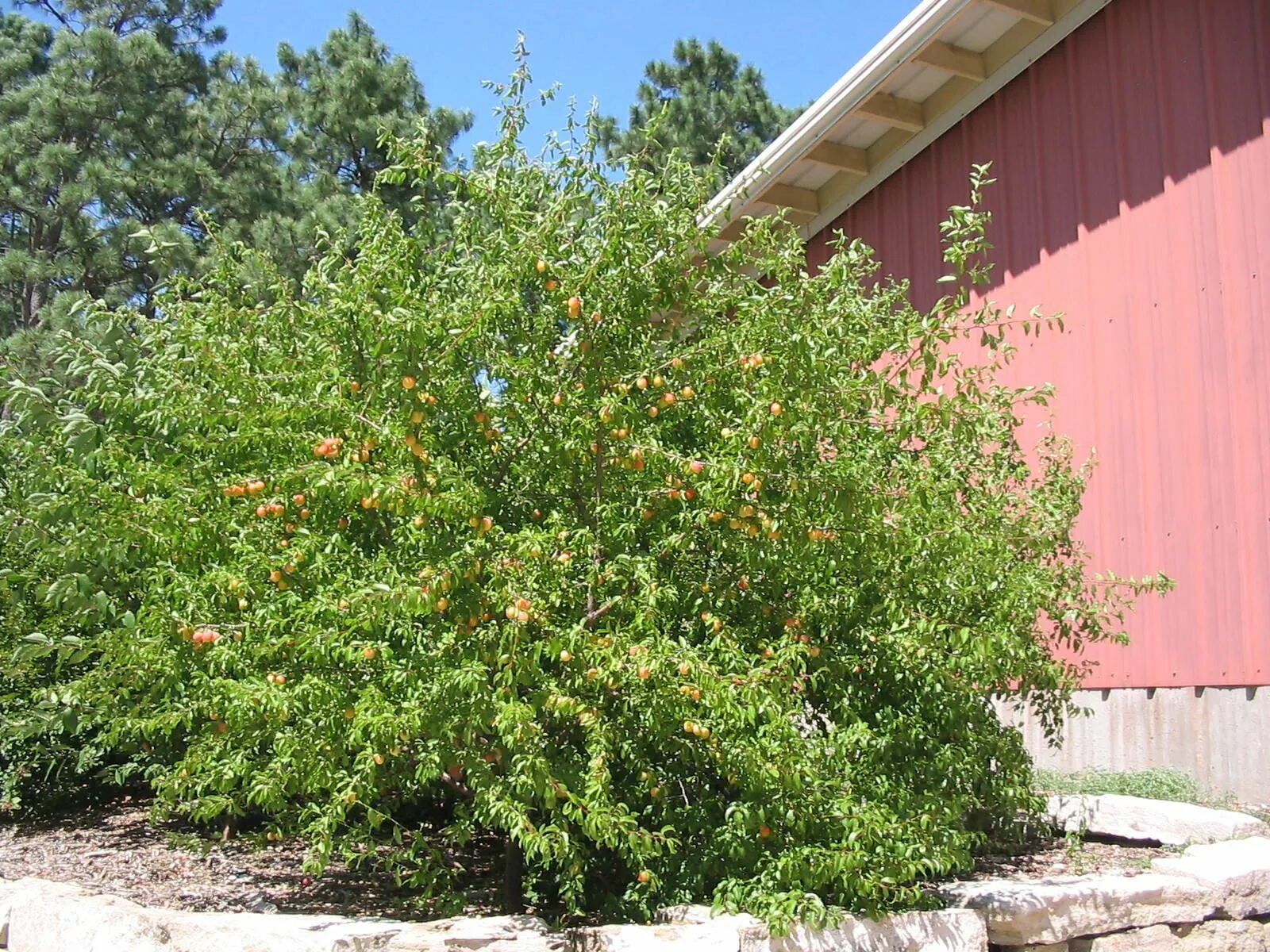 Prunus xcistena purple leaf sand cherry purple leaves are lighter than plum-shru