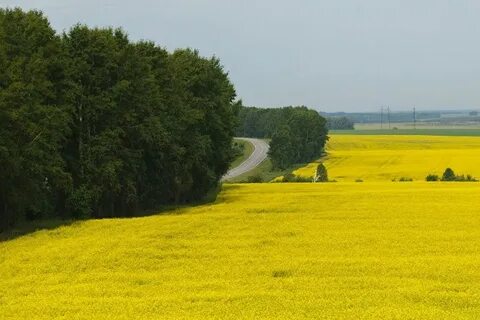 Предложения широкие поля