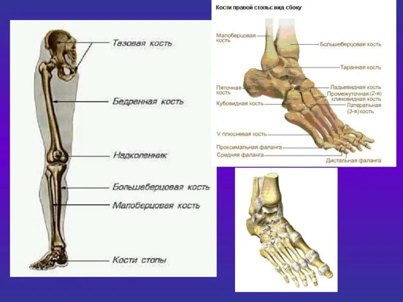 Как называется косточка на ноге сбоку. Строение ноги стопы сбоку. Строение стопы человека сбоку. Строение правой стопы сбоку. Почему костю назвали костей