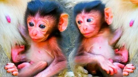 Baby monkey wildlife