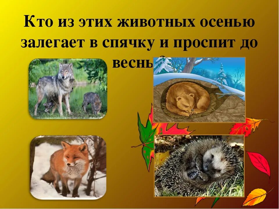 Что делают млекопитающие зимой. Животные впадающие в спячку. животные которые уходят в спячку на зиму. животные которые впадают в спячку зимой. животные которые залегают в спячку.