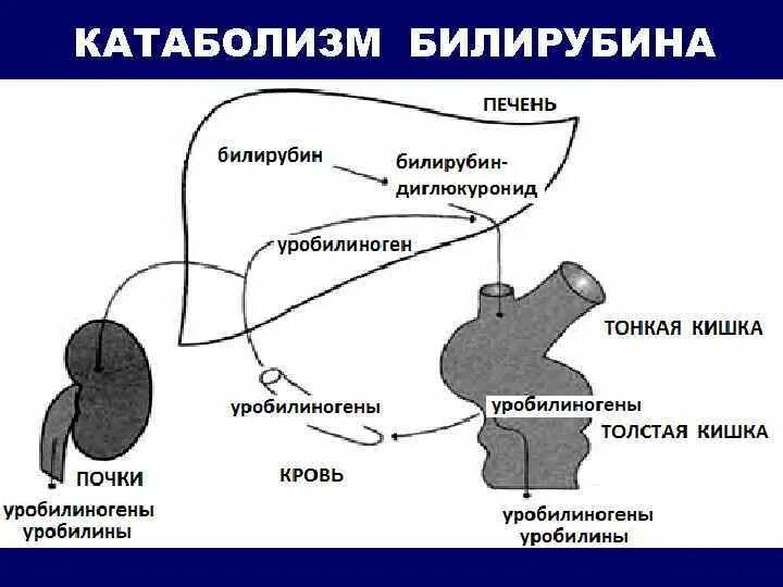 Обмен белка в печени. Схема катаболизма гема. Катаболизм билирубина. Схема образования билирубина. Схема образования билирубина биохимия.