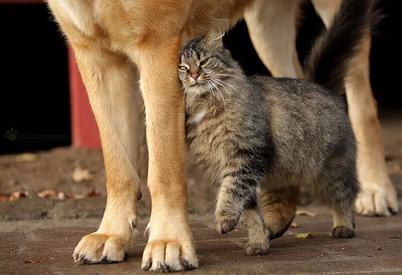 Большие собаки и кошки. Кот защищается. Большая собака и котенок. Кошка защищает котят.