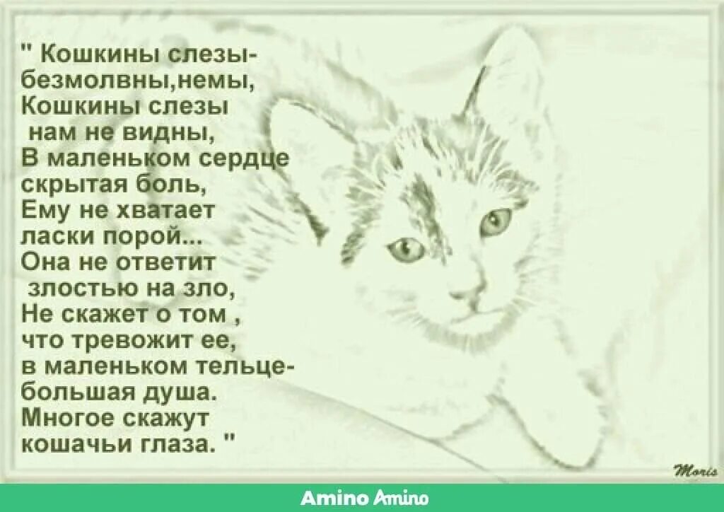 Стих про бездомного котенка. Стих кошка бросила котят. Стих про бездомного котенка. Стих про кота грустный. Не бросайте животных на дачах.