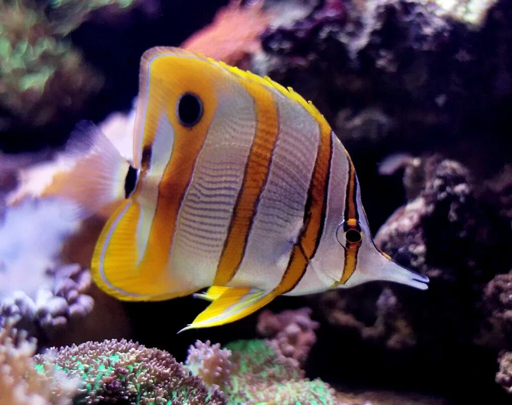 Ложнохромис Королевский Pseudochromis paccagnellae. Морские рыбки. Красивые рыбки. Морские аквариумные рыбки.