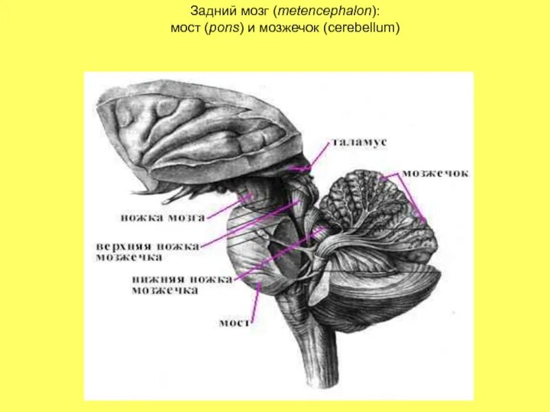 Задний мозг. Задний мозг мост. Задний мозг мост и мозжечок. Задний мозг мозжечок.