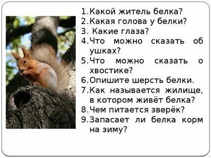 Белка какие звуки в слове