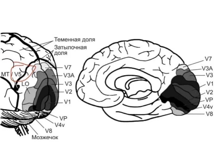 Две коры головного мозга. Зона v4 зрительной коры. Вторичные зрительные проекционные зоны коры.