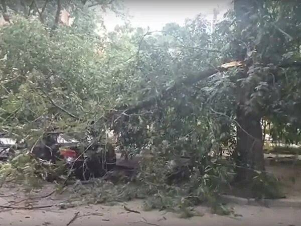 Дтп в ростовской области. Ростов инцидент. Авария в ростов на донв. Ростов инцидент. Упавшее дерево.