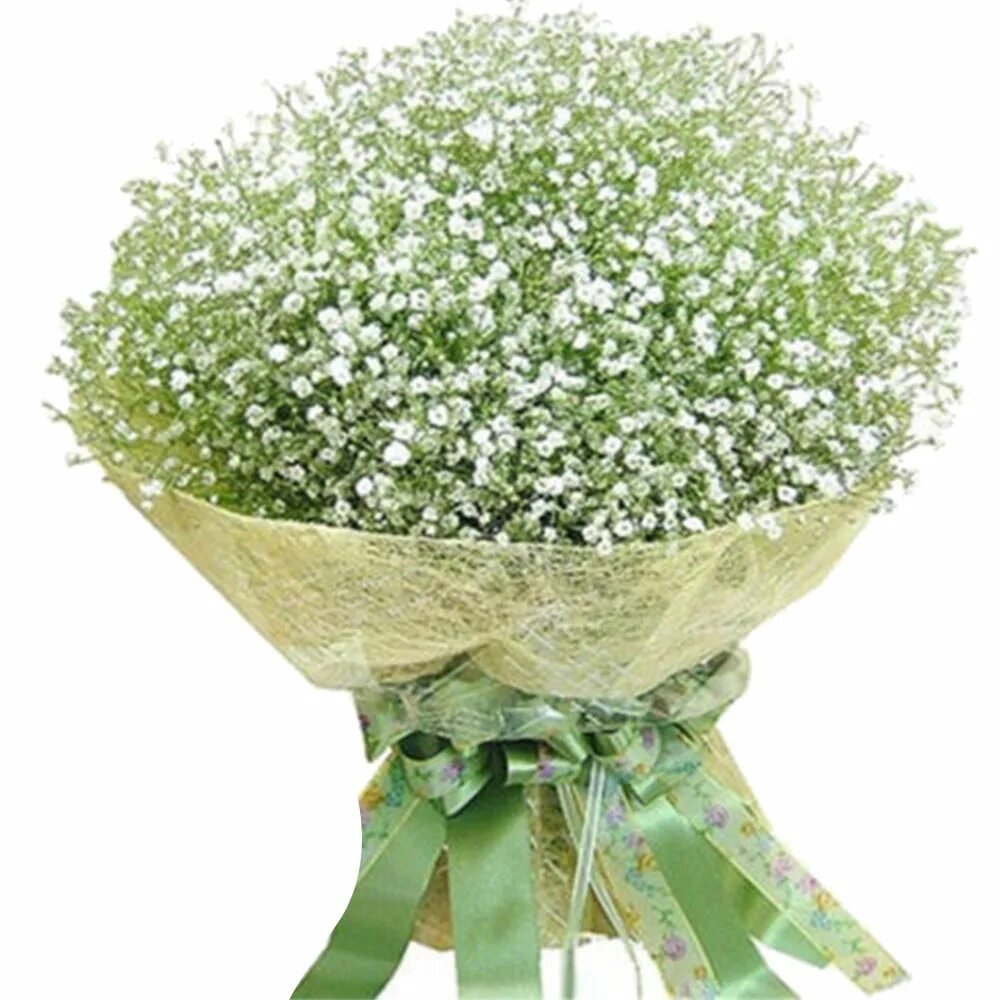 Гипсофила горшечная. Гипсофила домашняя в горшке. Гипсофила горшечная. Гипсофила gypsy pink. Гипсофила метельчатая фламинго.