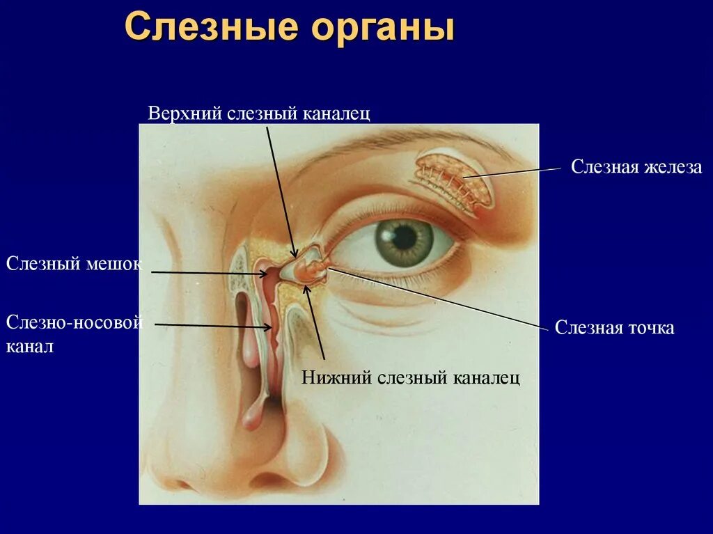 Секрет слезных желез. Строение глаза слезный мешок , железа. Слёзная железа анатомия. Анатомия слезного канала у человека. Слезный аппарат анатомия.