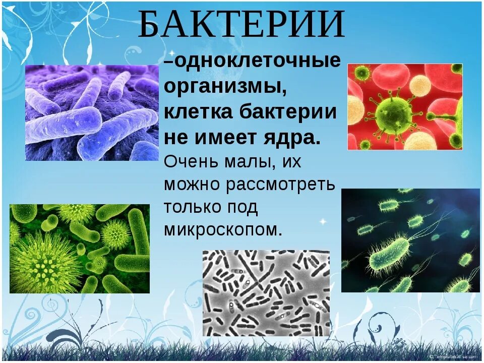 Почему бактерии вирусы одноклеточные водоросли. Биология 5 класс микроорганизмы бактерии. Одноклеточные бактерии 5 класс биология. Бактерии одноклеточные организмы не имеющие ядра. Презентация по биологии бактерии.